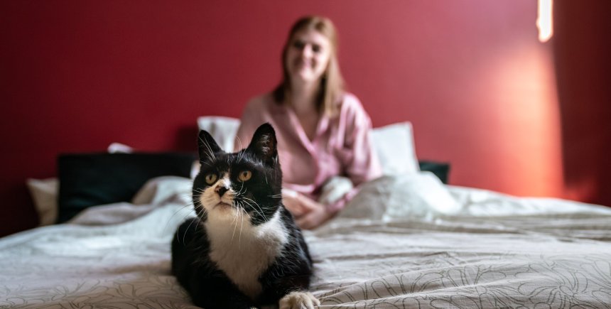 Kat op bed