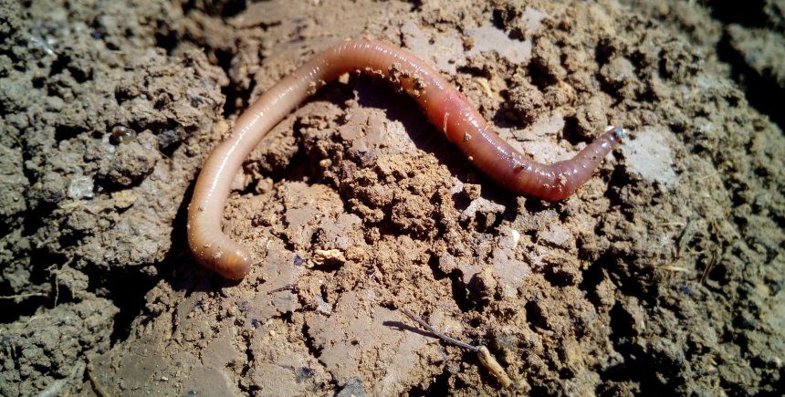 regenworm