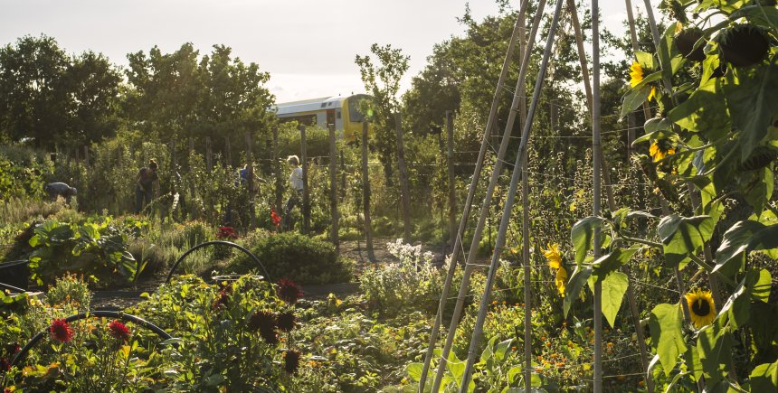 Zonnebloemen in moestuin