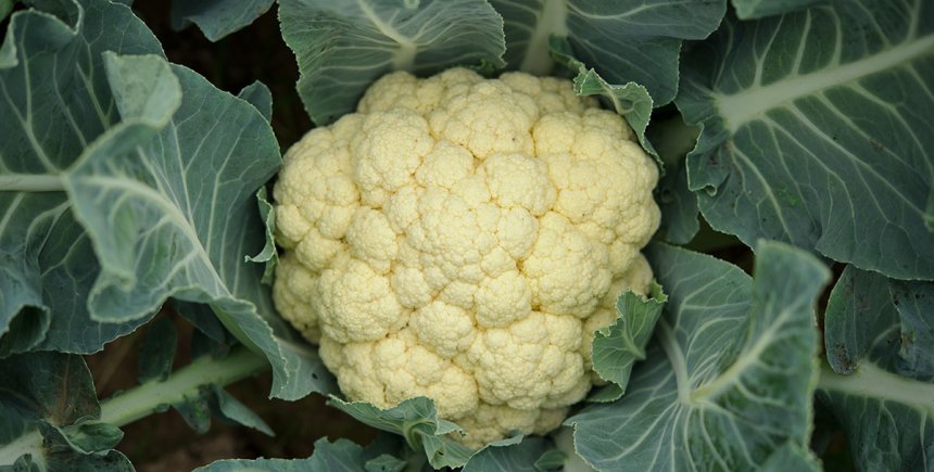 Bloemkool