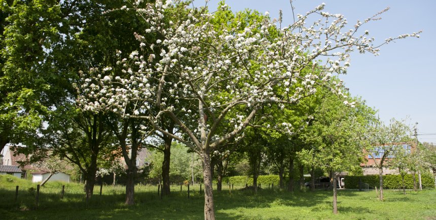 Bloesems aan de fruitboom