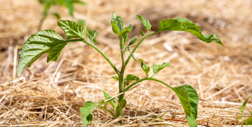 Mulch