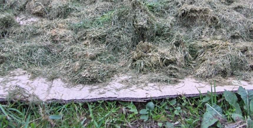 Gras op karton