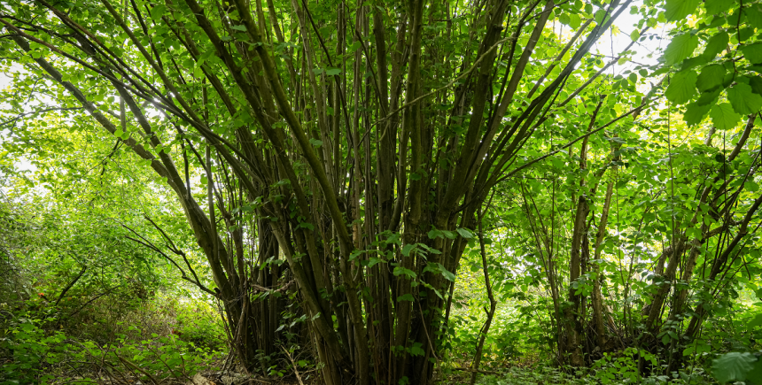 Hazelaar_door Tom Cornille