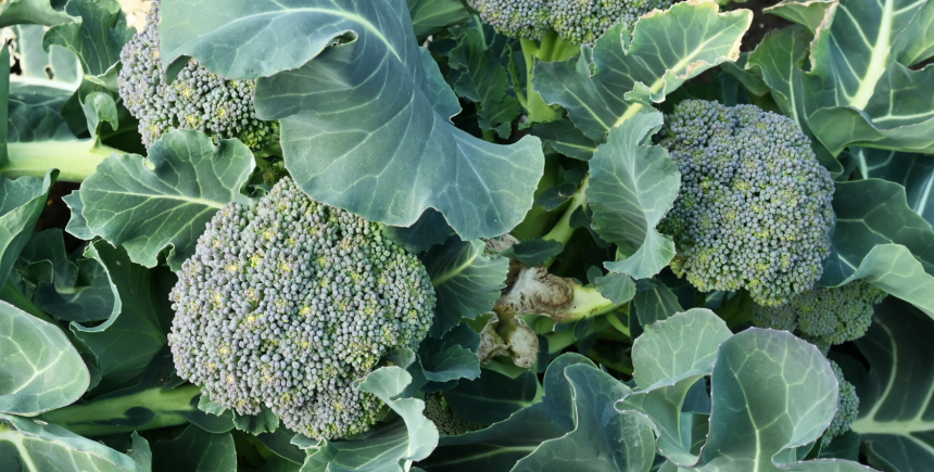 Broccoli