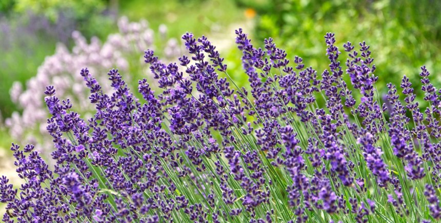 lavendel