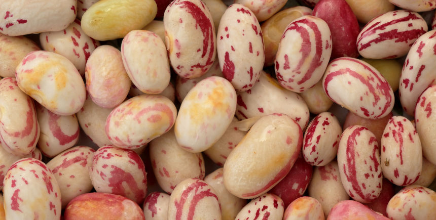 Borlotti