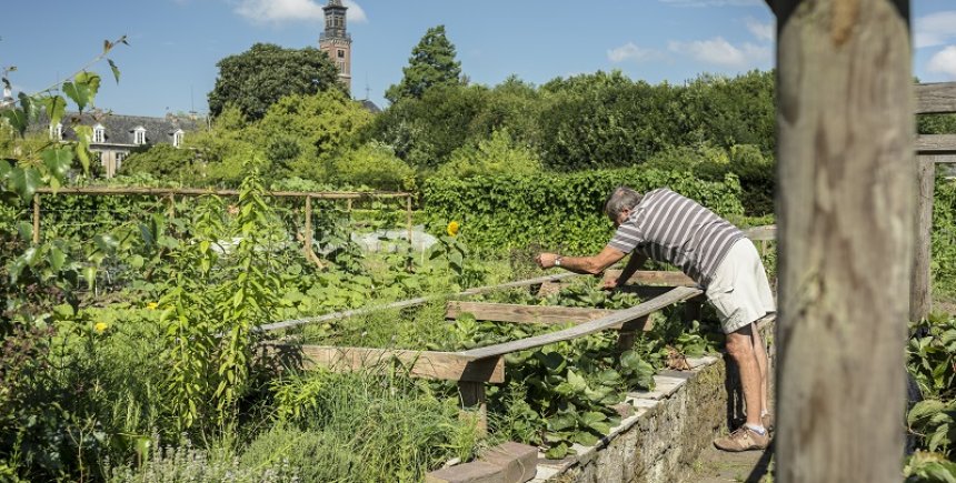 Hitte in de moestuin
