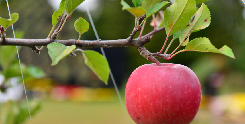 appel