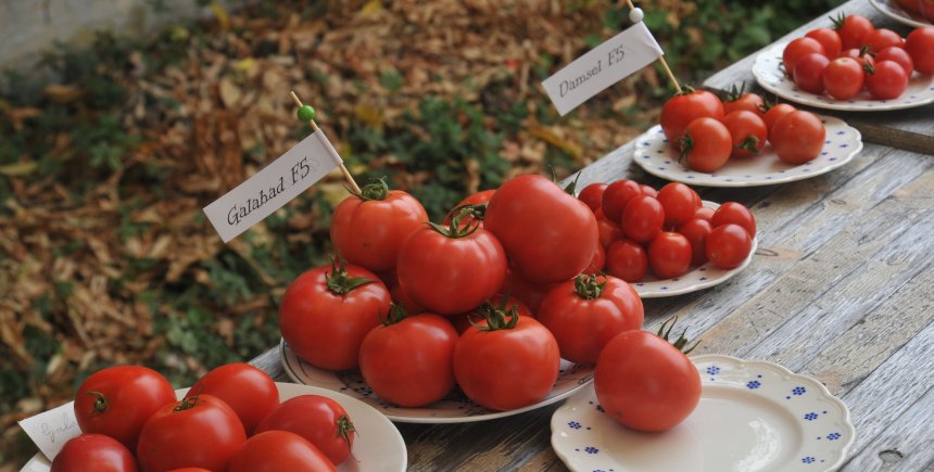 tomaten