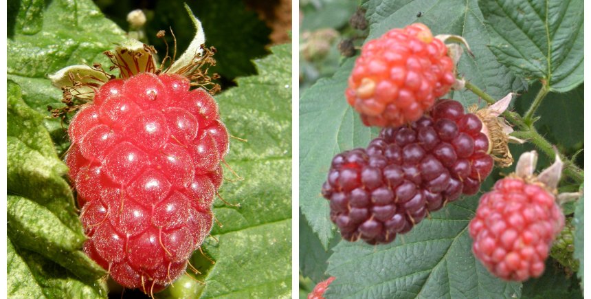 samenaankoop fruitbomen
