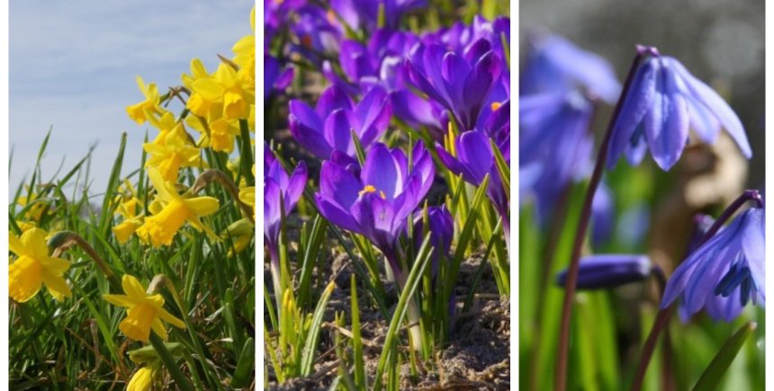 Samenaankoop biologische bloembollen