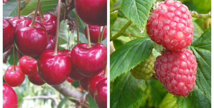 samenaankoop fruitbomen