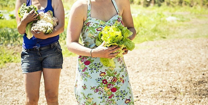 Samenkoken en oogsten