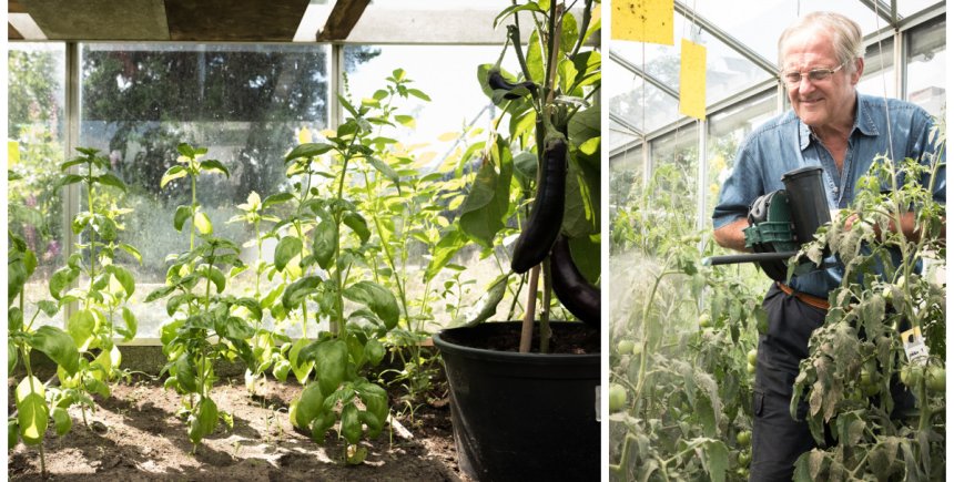 Tuinieren in serre of kas