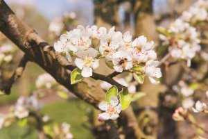 Bloesem fruitbomen