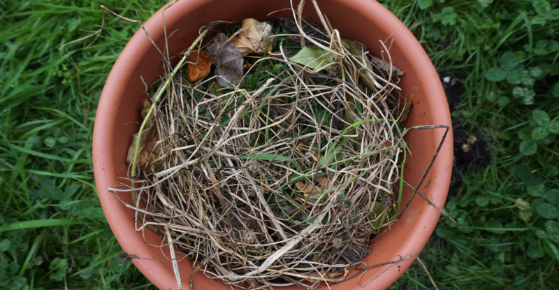 bloembollenlasagne: strooilaag