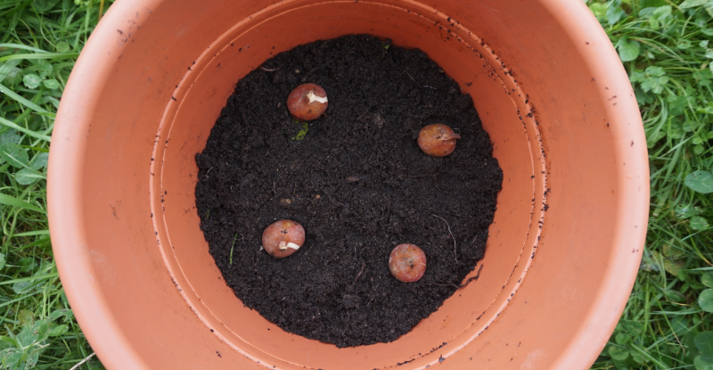 bloembollenlasagne: eerste laag