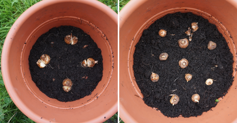 bloembollenlasagne: tweede en derde laag