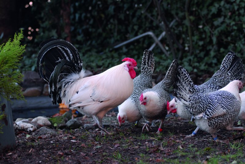 Heerlijk Leeg de prullenbak Spreek luid Kippen in de tuin | Velt