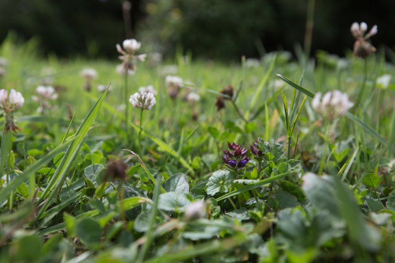 Klaver in gazon