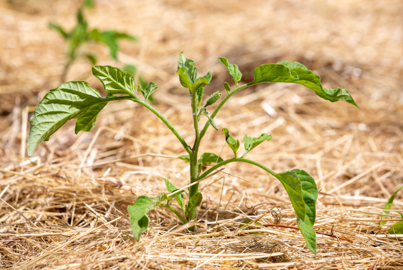 Mulch