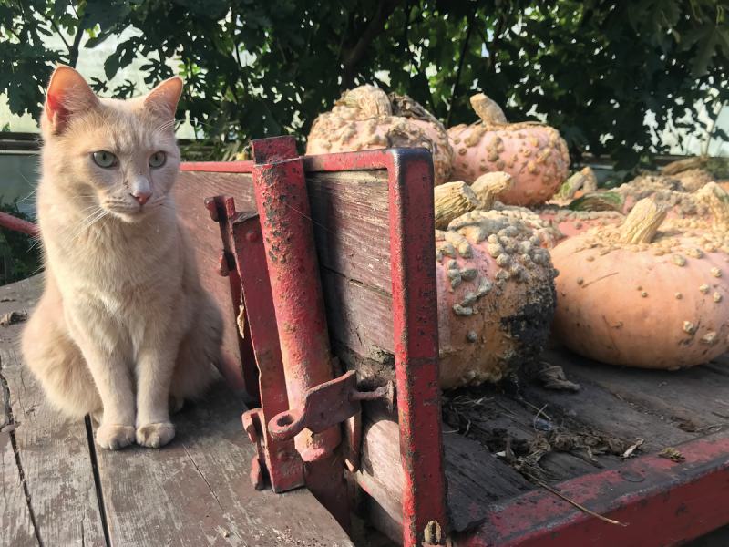 tuinen van weldadigheid