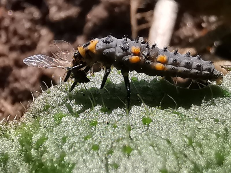 Larve lieveheersbeestje