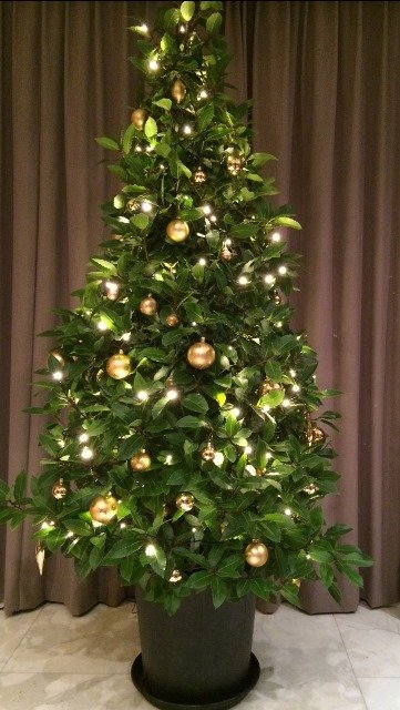 Laurier als kerstboom