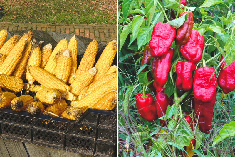 zoete mais en buitenpaprika