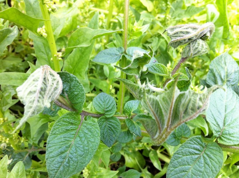 Krulziekte tomaten