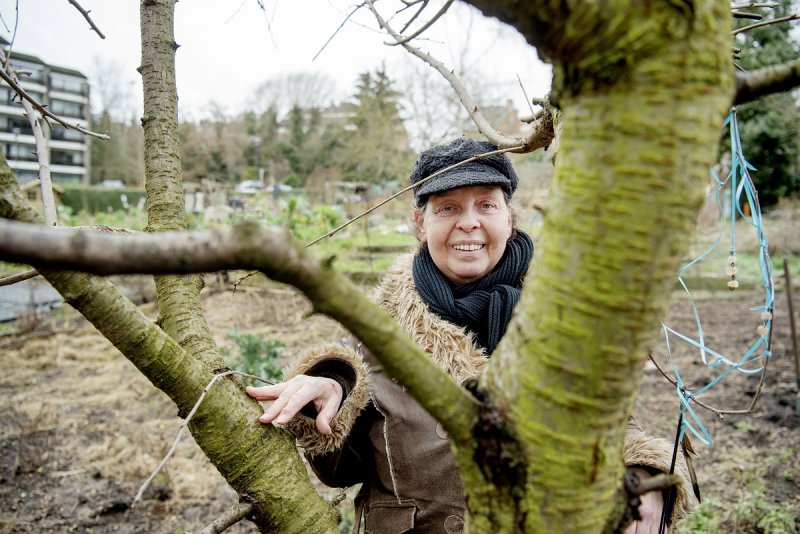 Fruitboomgaard in Brussel