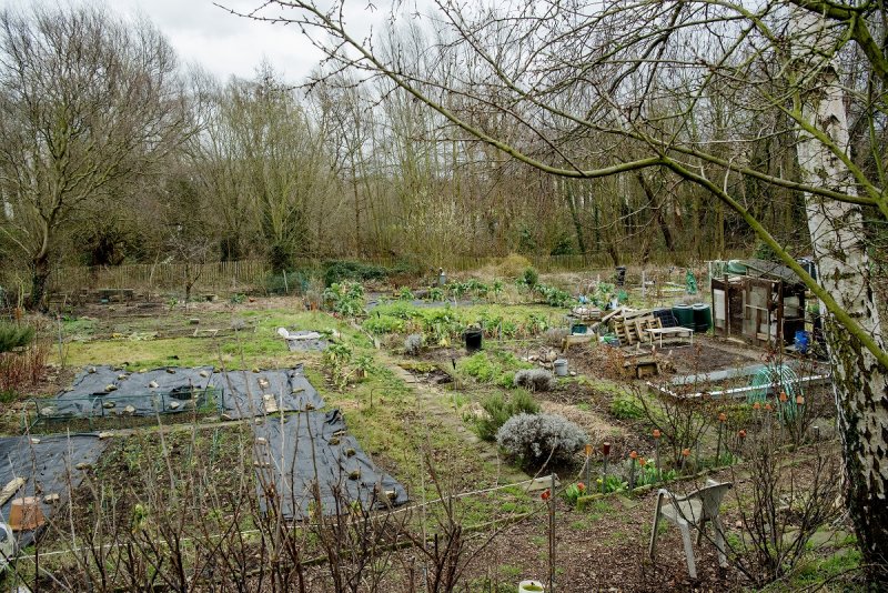 Fruitboomgaard in Brussel
