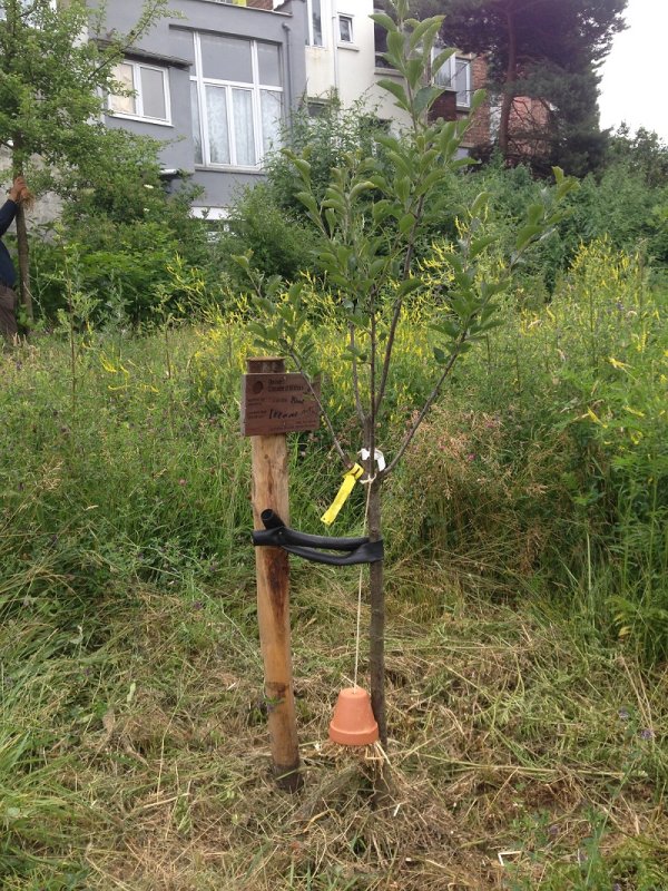 Verger partagé in Brussel