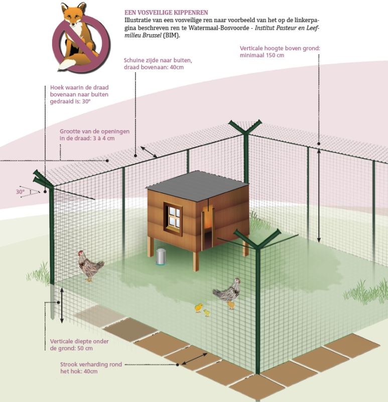 Kippen beschermen tegen vossen |