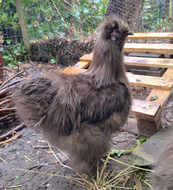Heeft de kleur van donkere chocolade 