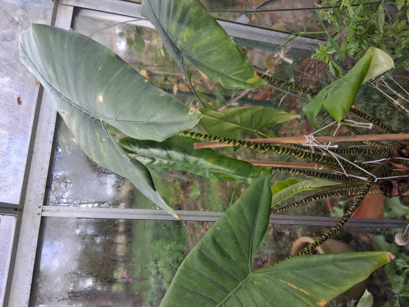 Zebrina - grote kamerplant