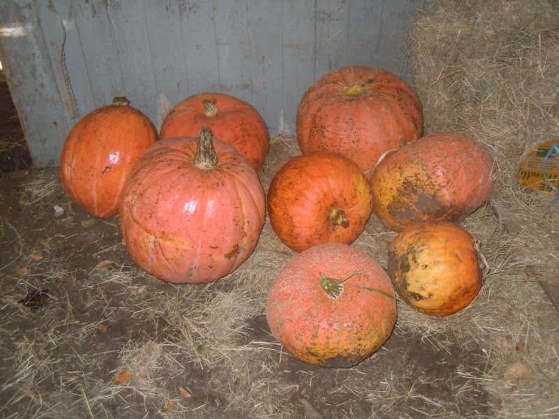 grote pompoenen