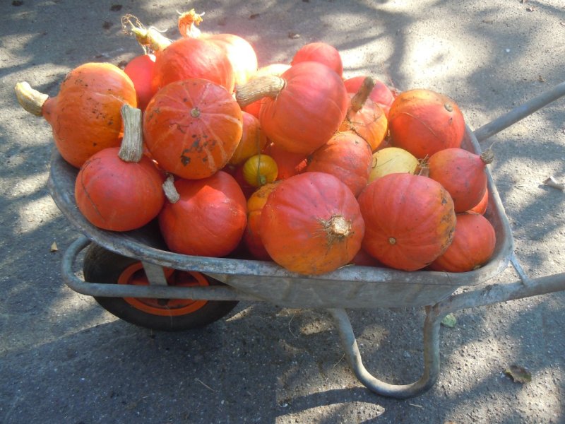 kleine pompoenen