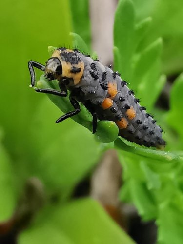 Larve lieveheersbeestje