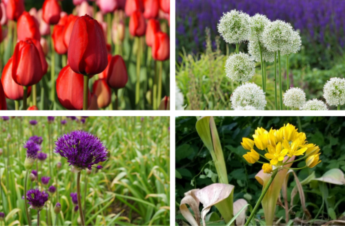 buffet smaakbloemen 2025