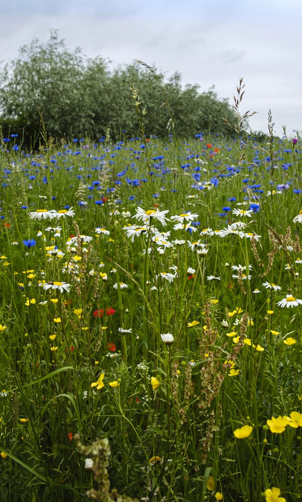 bloemenweide