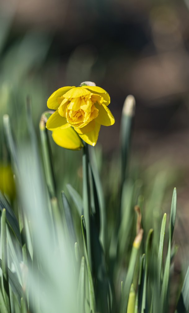 Biologische bloembollen