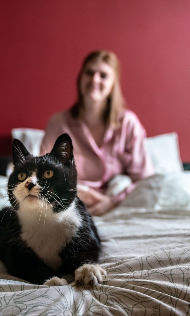 Kat op bed