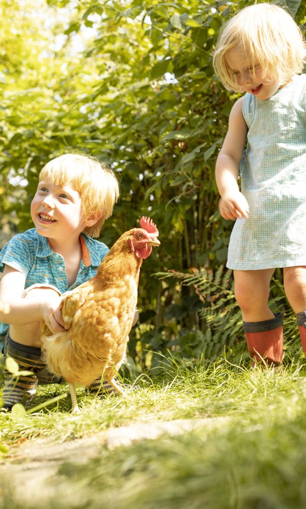 Kippen in de tuin