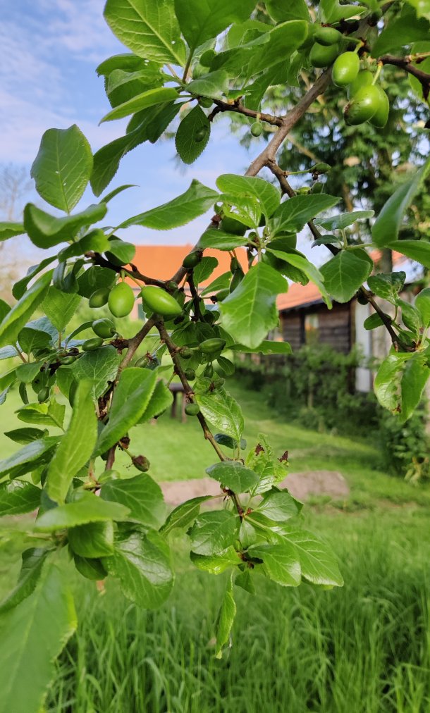 Picknicktuyn_Victoriapruim