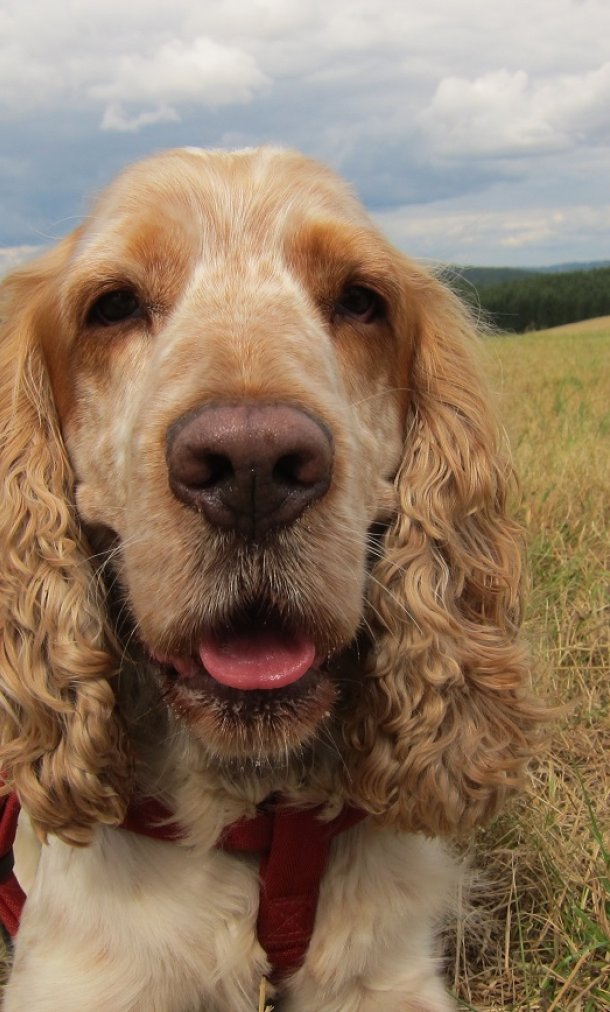 Vlooiengif voor kat en hond niet onschadelijk