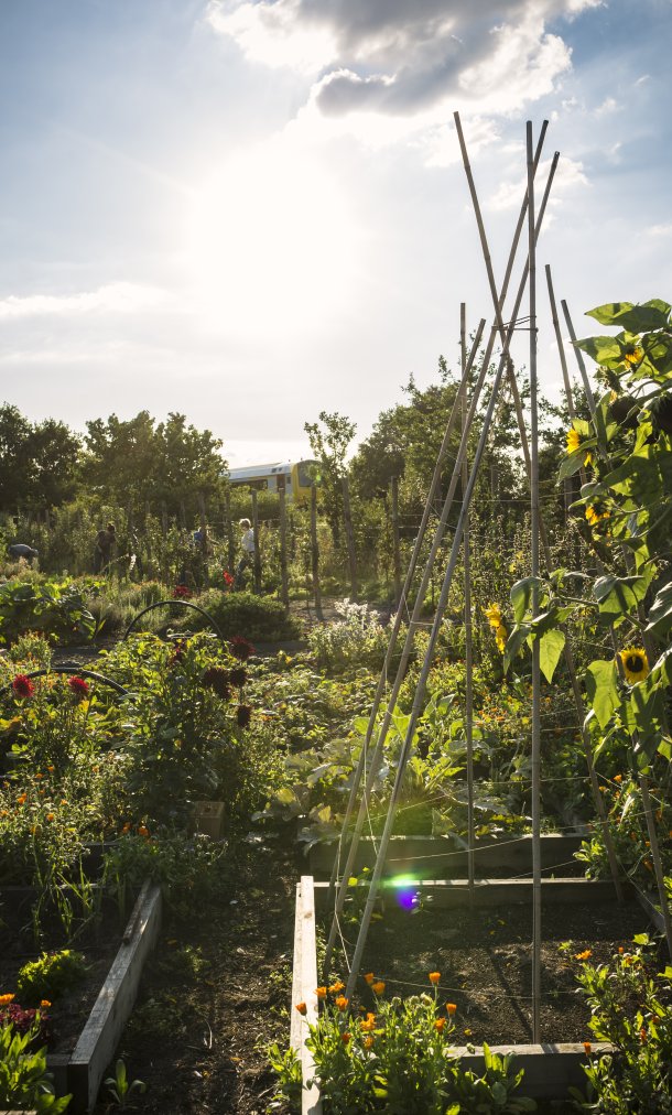 Zonnebloemen in moestuin