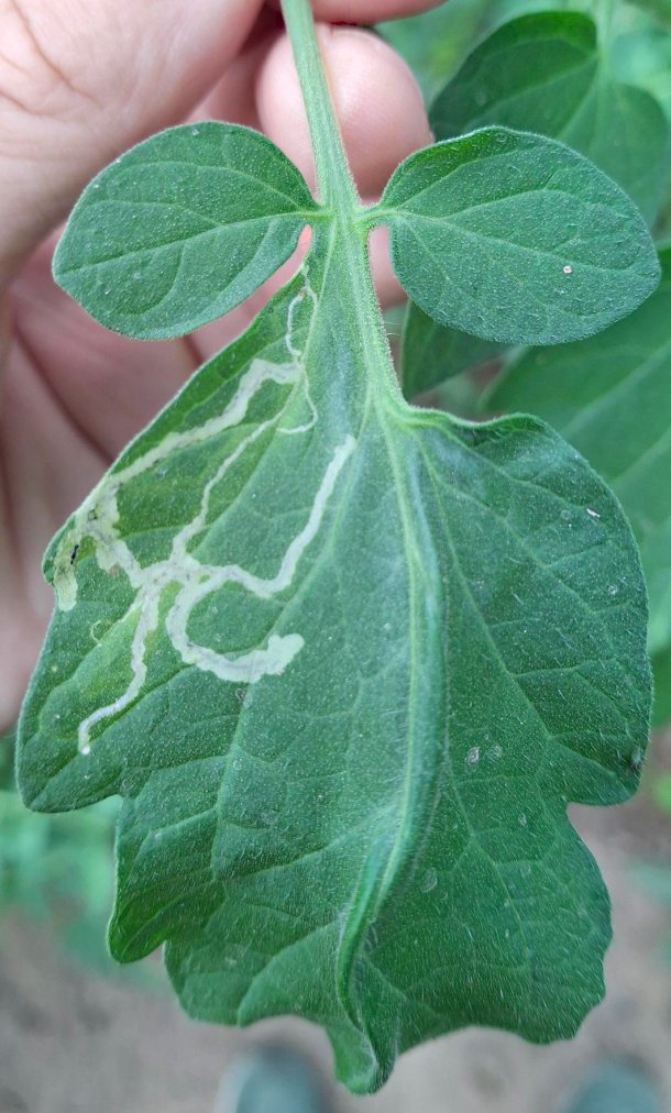 Tomatenmineervlieg op tomatenblad