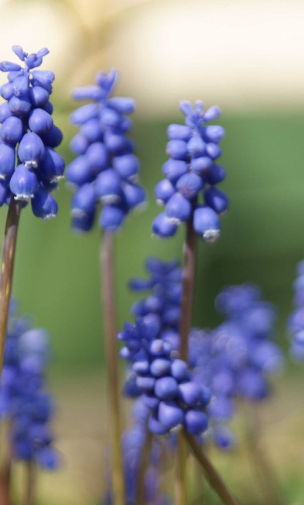 blauwe druifjes